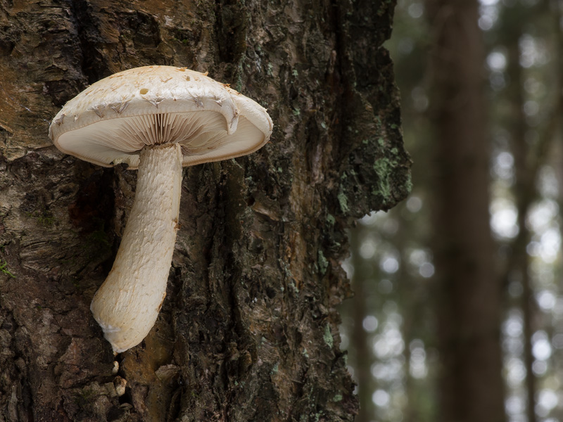 Hemipholiota heteroclita